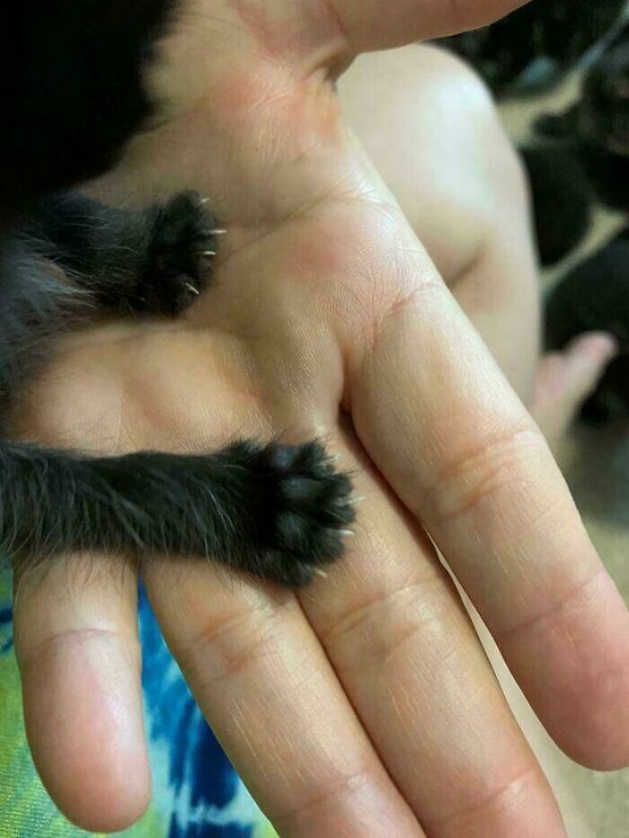 Tiny cat claw tips on a very small kitten paw resting on a person's hand.