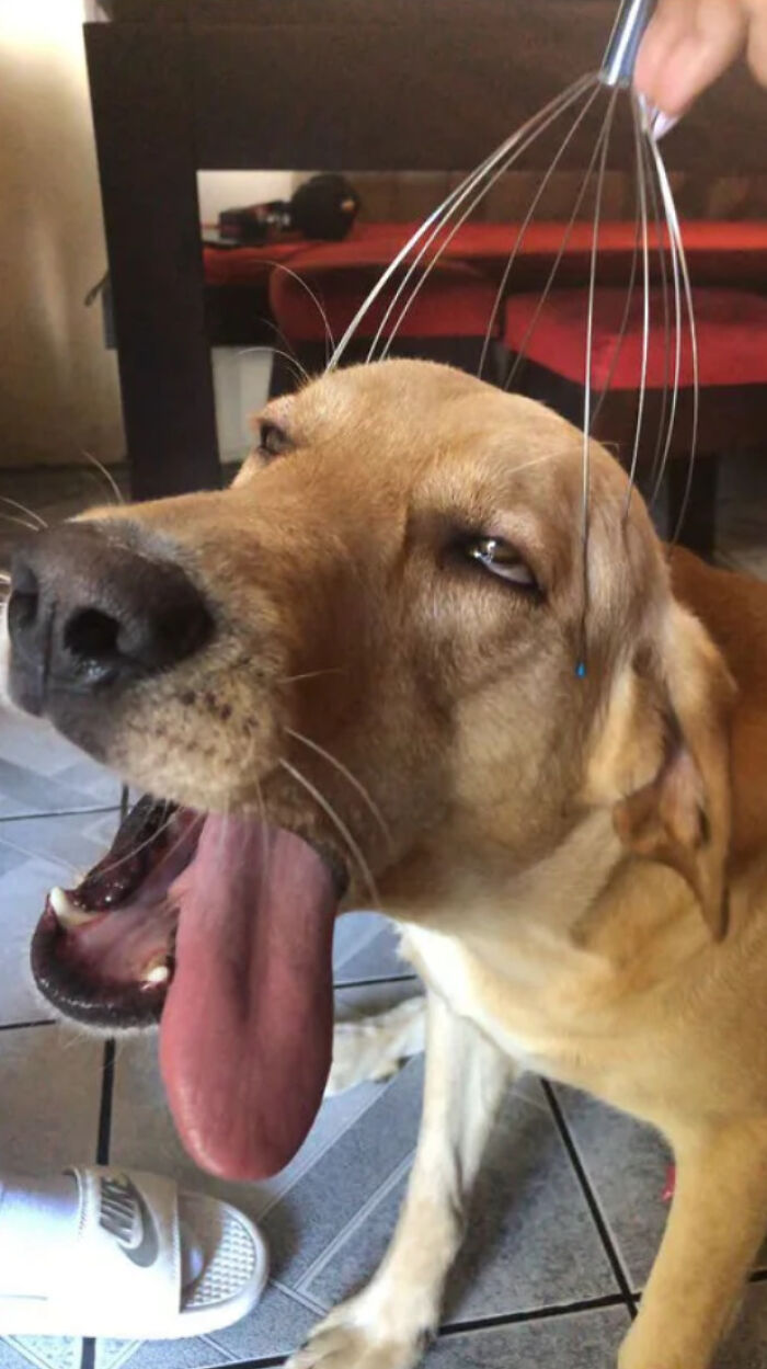 A golden retriever yawning with its tongue out, receiving a head massage, one of many pics people cannot explain or forget.