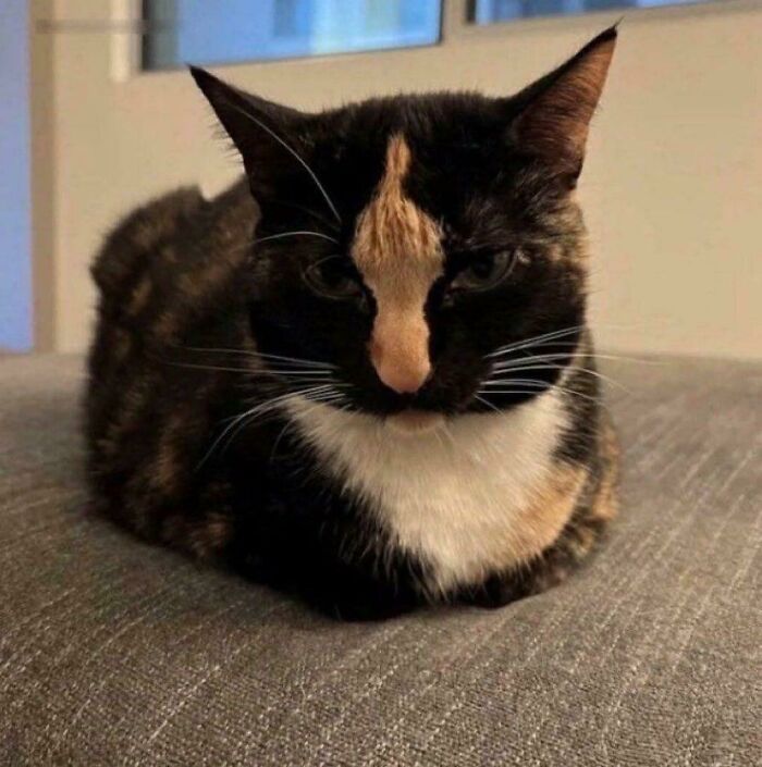 A calico cat with a prominent orange patch on its nose, sitting on a gray couch, one of those pics that people cannot explain.