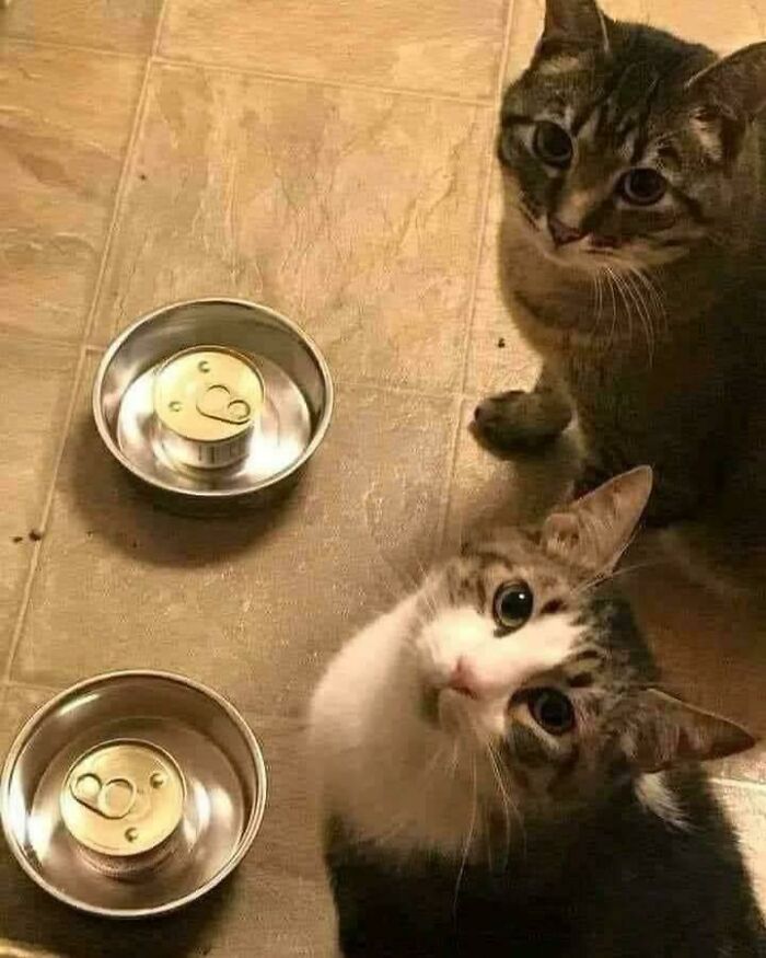 Two cats with wide eyes looking up at the camera, next to two unopened cans of food in bowls, an unexplainable pic.