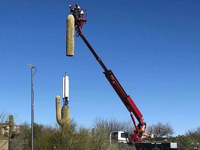 A worker on a boom lift places a fake saguaro cactus arm on a cellular tower disguised as a saguaro, an unexplainable pic.