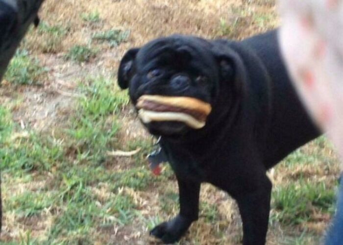 A black pug dog holding a large burger in its mouth, a strange pic that people cannot explain.