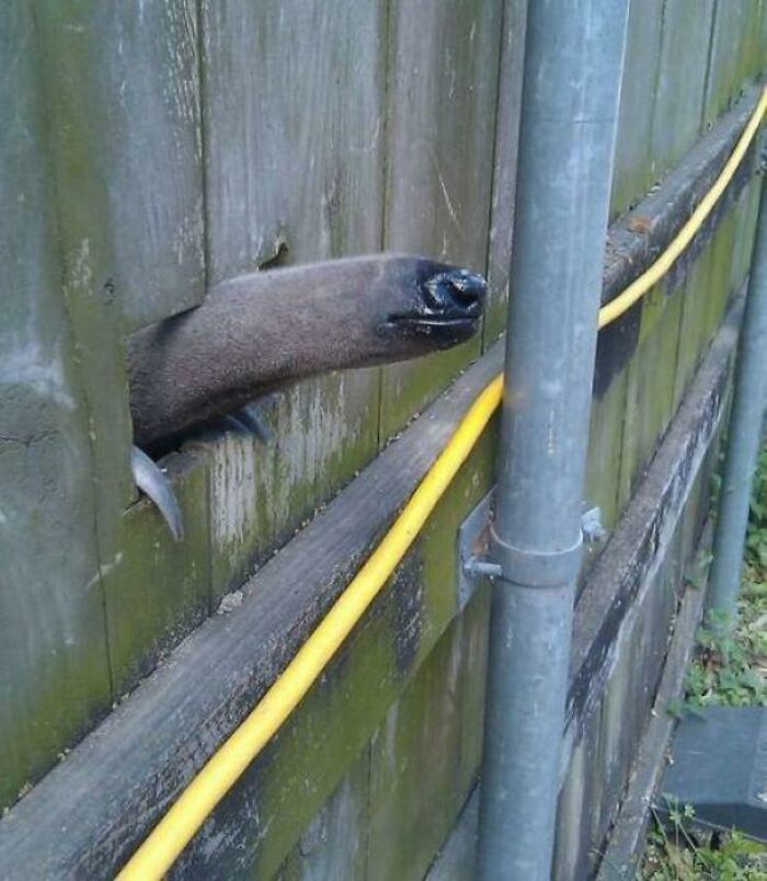 A peculiar long-nosed creature peeking through a wooden fence, one of many pics people cannot explain.