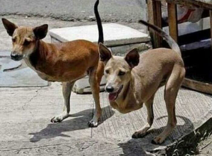 Two dogs standing with an odd, elongated appearance due to perspective, a pic people cannot explain.