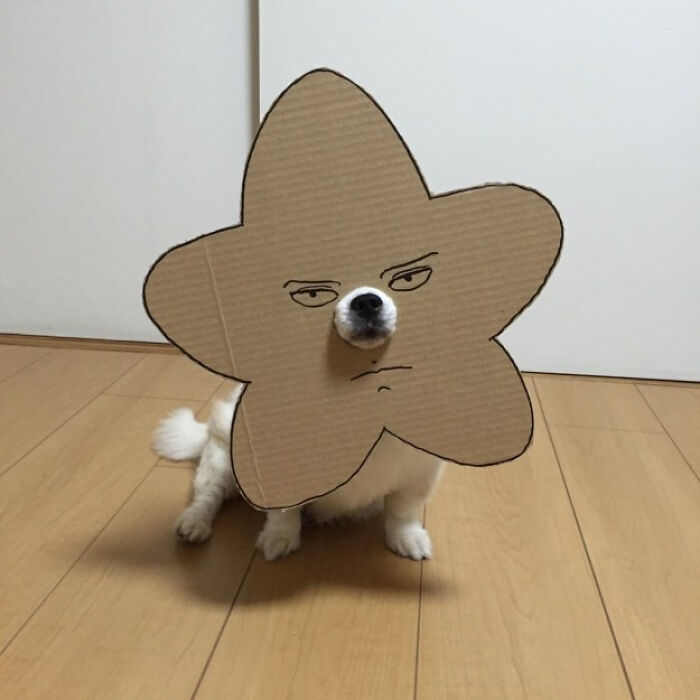 A small dog wearing a cardboard star mask with an angry face drawn on it, a pic people cannot explain.