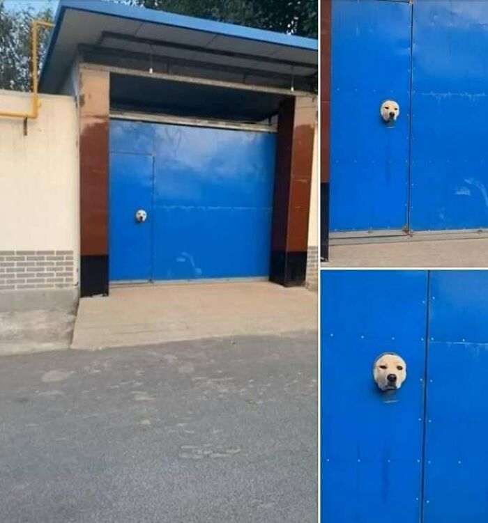 A golden retriever's head peeks through a small circular hole in a large blue metal gate, a funny unexplainable moment.