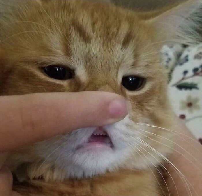 A finger gently lifts an orange cat's nose, revealing tiny teeth and a quizzical, unexplainable expression.