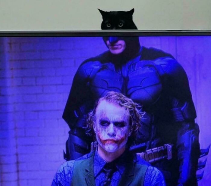 A black cat peeking over a TV screen showing Batman and the Joker. Cannot Explain Pics.