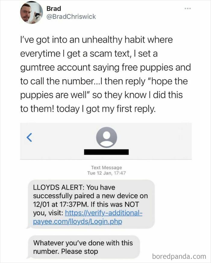 A text message from a scammer receiving a strange reply about puppies, highlighting a rookie move.