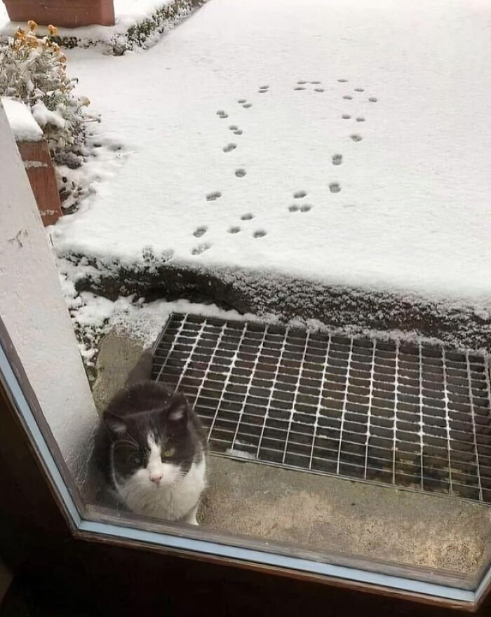 A black and white cat looking inside from a snowy patio with heart-shaped paw prints, one of many pics people cannot explain or forget.