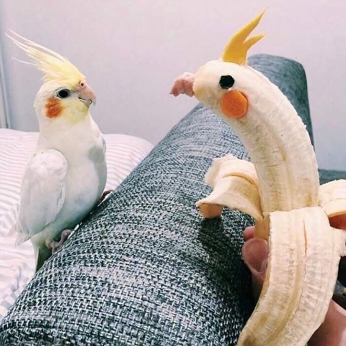 A funny pic showing a cockatiel looking at a banana decorated to resemble another bird, one of many inexplicable pics.