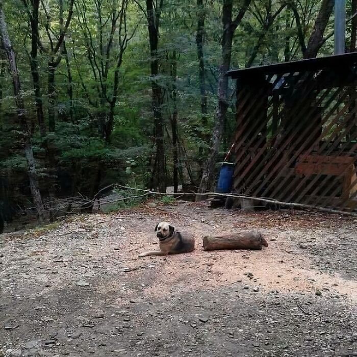 A dog rests beside a log in a forest clearing, next to a small wooden shelter, one of many pics people cannot explain.