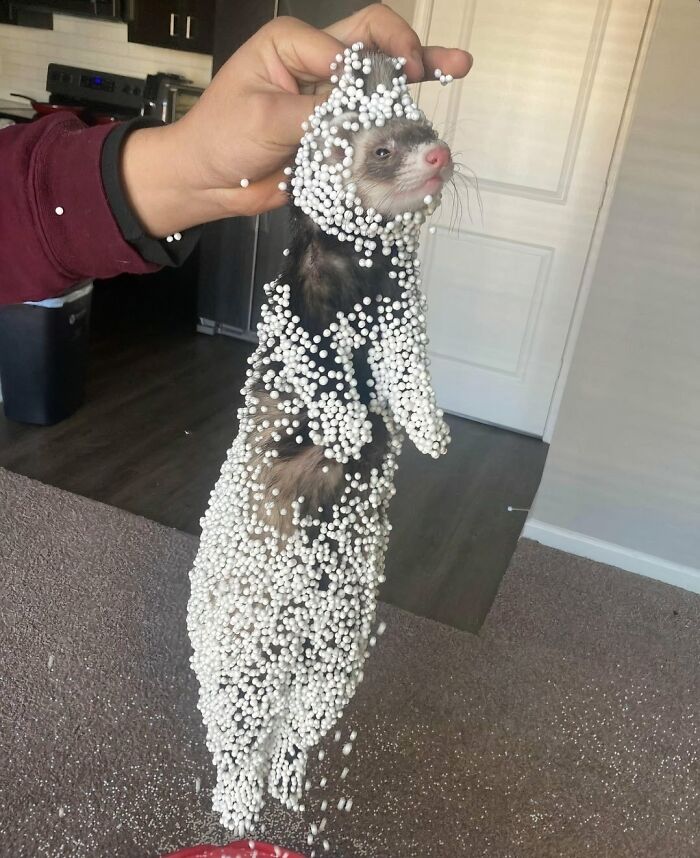 A ferret is covered in numerous white styrofoam balls, a bizarre pic people cannot explain.