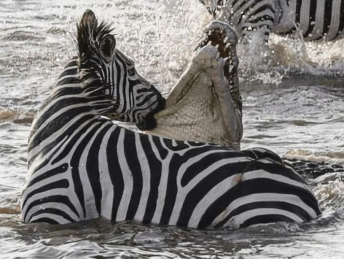 A zebra fighting a crocodile in water, one of many pics people cannot explain or forget.