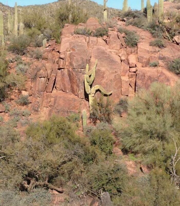 A saguaro cactus growing out of a reddish rock formation, resembling a person in a dynamic pose. A pic people cannot explain.