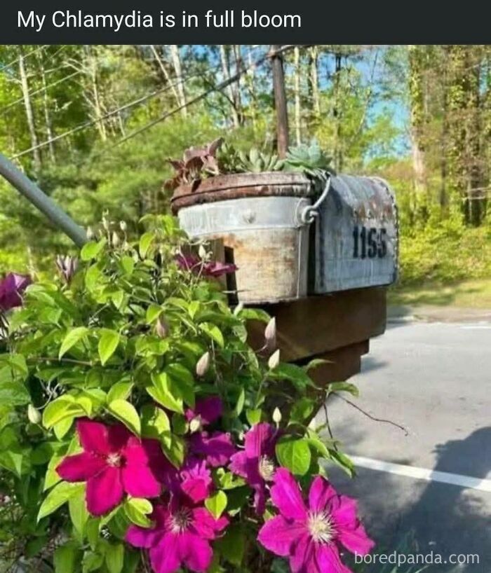 A rustic mailbox surrounded by vibrant purple flowers, showcasing dumb people and their internet posts.