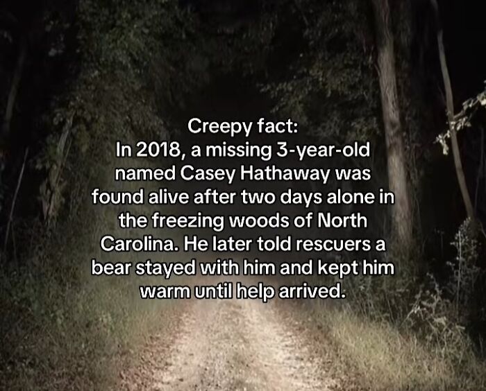 A dark forest path at night, highlighting a creepy story about a missing child and a bear.