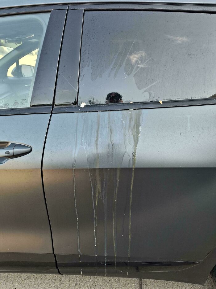 A car door covered in dried, white, dripping liquid, likely bird droppings, reflecting common sense issues.