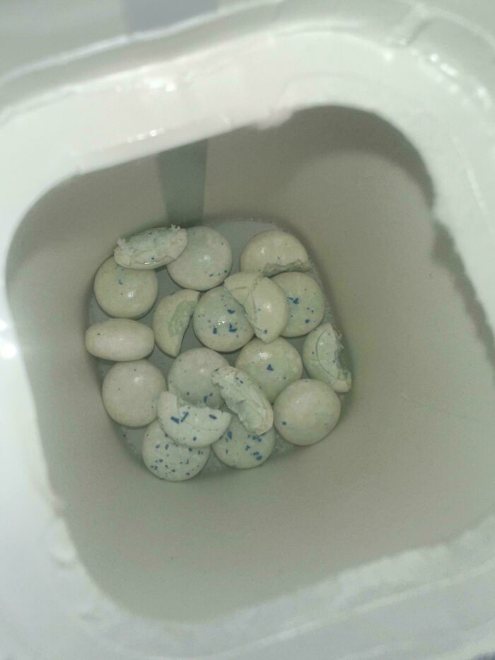 A container of half-chewed gum, showing messy habits that make becoming a cat lady look attractive.