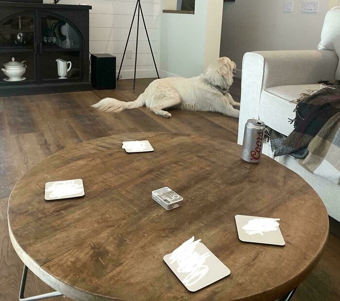 A dog relaxing by a coffee table with coasters and a beer can, showcasing moments that make single life attractive.