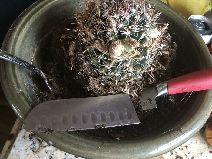 A cactus in a pot with a knife and a small gardening fork, symbolizing a man in relationships and a cat lady. The knife blade is in the soil.