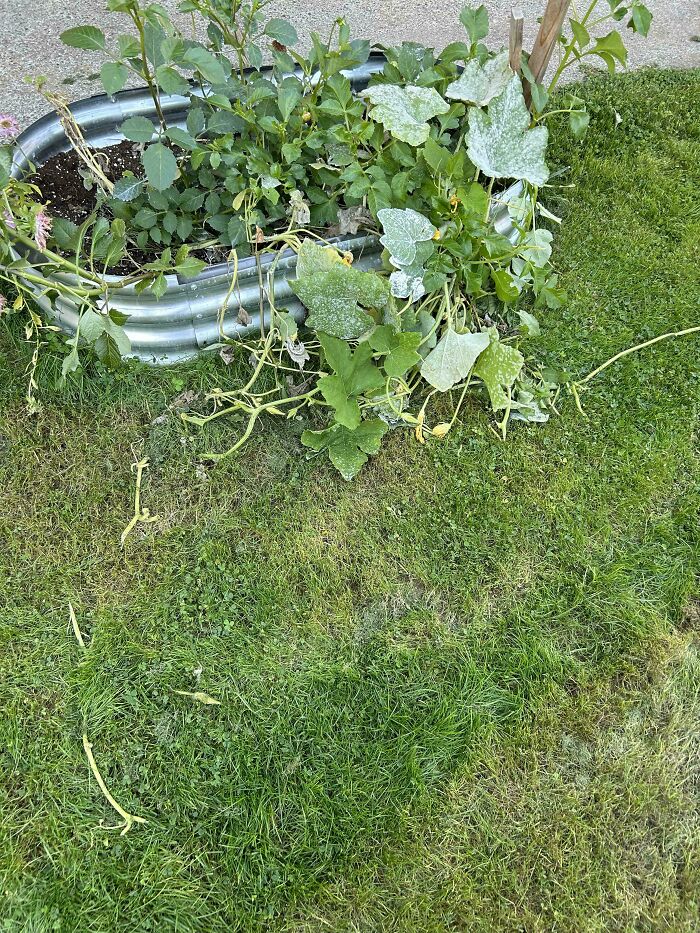 A man in relationships and a cat lady with a raised garden bed with overgrown plants. Green grass surrounds the planter.