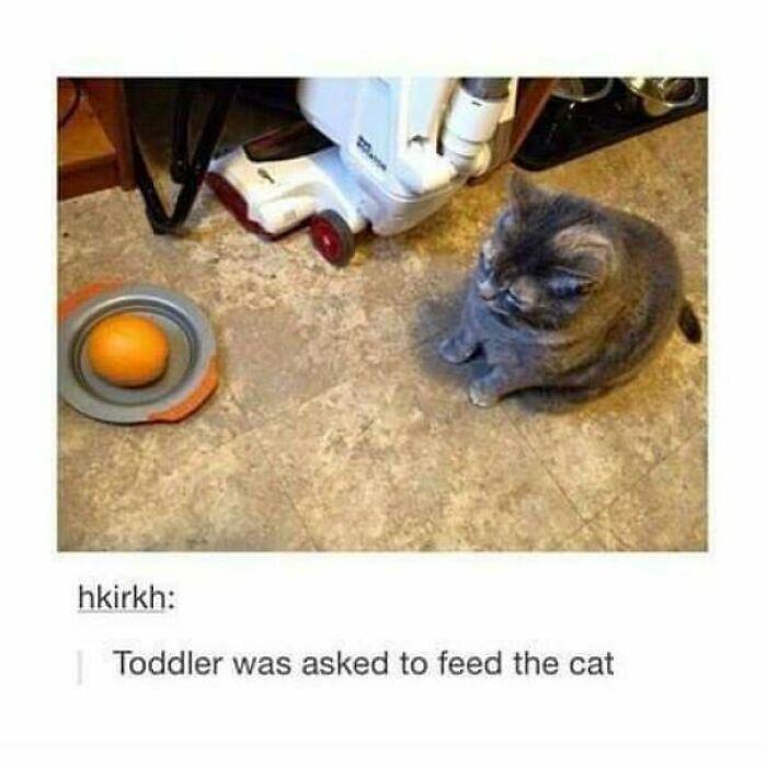 A cat sits next to an orange in a bowl, with a vacuum cleaner in the background. Parents will question.
