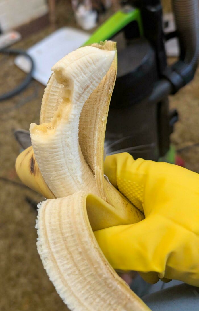 A hand in a yellow glove holds a half-eaten banana, a relatable moment for a cat lady.