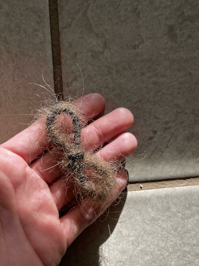A hand holds a hair tie covered in pet hair, making a cat lady lifestyle look attractive.