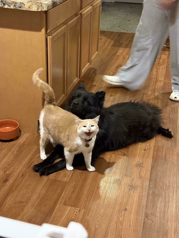 Cream-colored cat meowing next to a black dog indoors