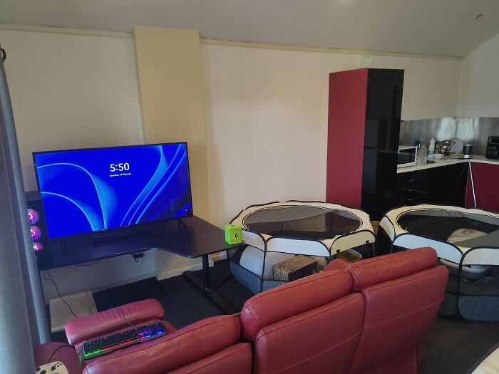 A male living space with a large TV setup for gaming, red recliners, and two pet playpens in a modern setting.