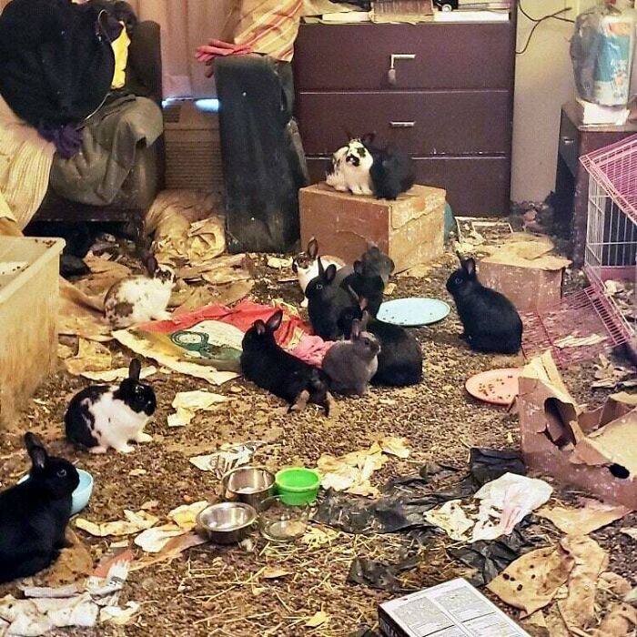 Multiple rabbits among scattered debris and food bowls in a very cluttered room, depicting extreme male living spaces.