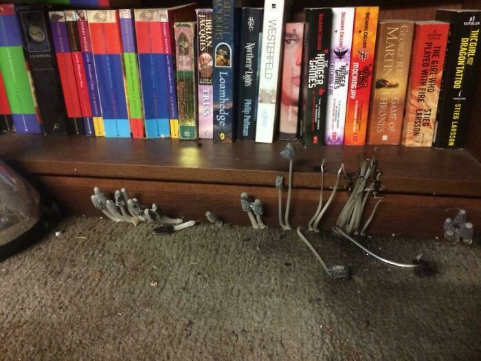 Male living spaces: Mushrooms growing on a dusty carpet next to a bookshelf, showcasing how not to live.