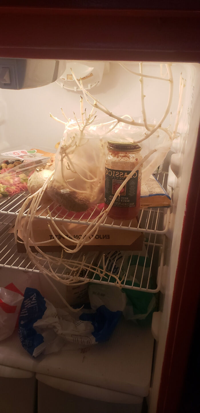 A dirty refrigerator in a male living space with an open jar and various unidentifiable items growing.