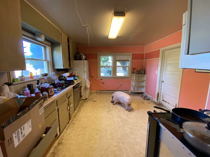 A chaotic kitchen with a pig, dirty floors, and exposed wires, showcasing a poor example of male living spaces.