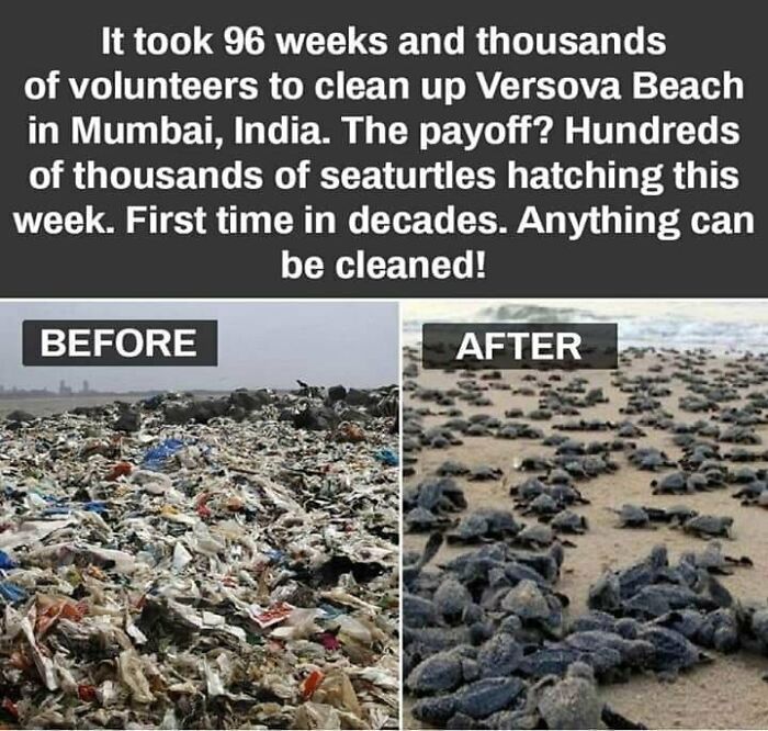 Before and after images of Versova Beach cleanup, showing how reducing trash allows sea turtles to thrive.