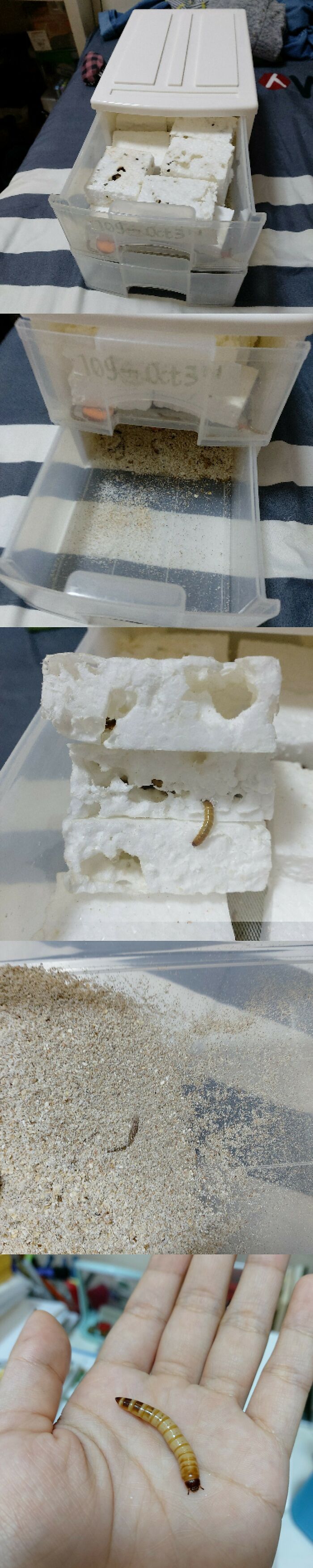 A sequence of five images shows mealworms being bred in a clear plastic container, demonstrating how to handle trash.
