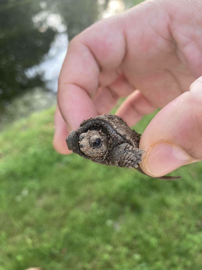 A hand holding a small, muddy baby turtle, highlighting the impact of trash on wildlife.