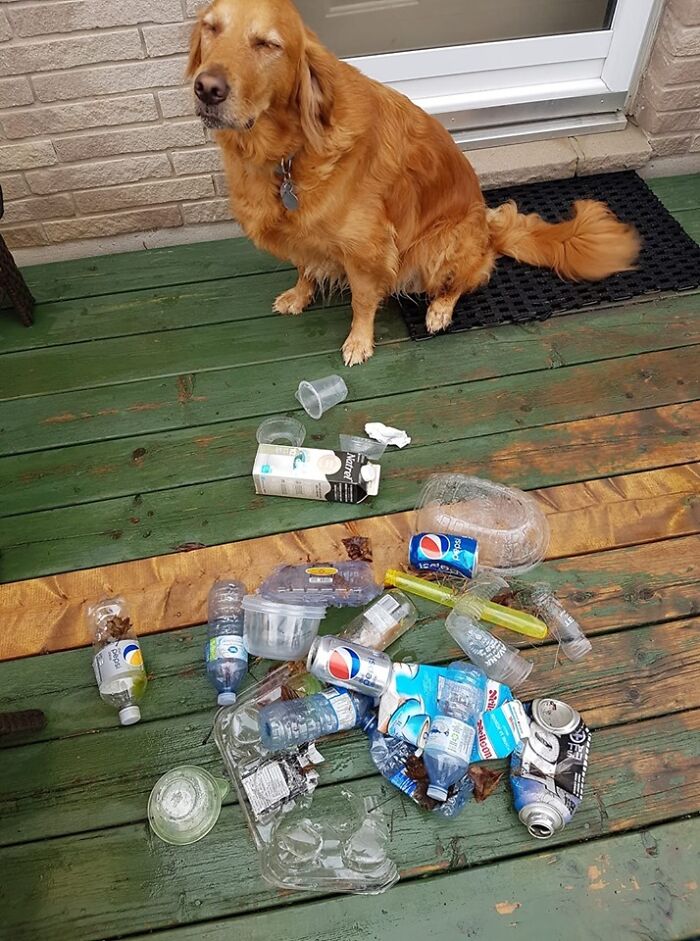 A golden retriever dog sitting next to a pile of trash on a wooden deck. People are taking over the world.