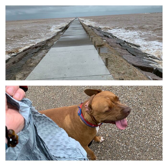 A two-part image: top shows a long pier with rough ocean water; bottom shows a dog panting with a bag of trash nearby.