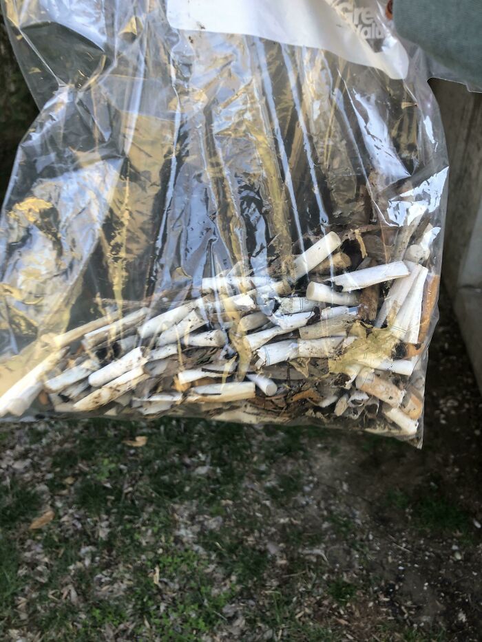 A clear plastic bag filled with numerous discarded cigarette butts, illustrating the problem of trash.