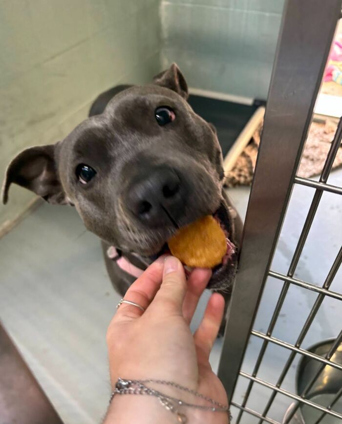 A dark-colored shelter dog happily taking a hamburger, with bright eyes and a wagging tail.