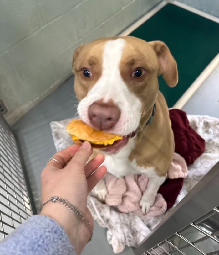 A happy shelter dog joyfully eating a hamburger, showing its reaction to the special treat.