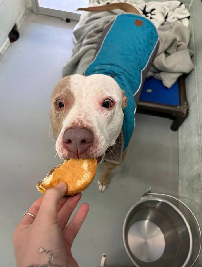 A cute shelter dog in a blue jacket happily eating a hamburger from a persons hand.