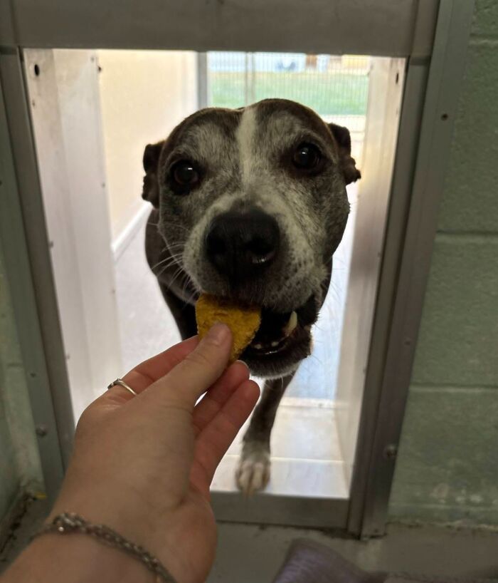 Close-up of a shelter dog eagerly accepting a hamburger, with bright eyes and an open mouth.
