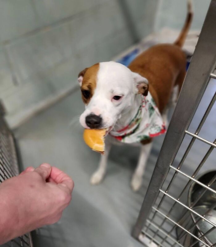 Small white and brown shelter dog, wearing a festive bandana, gently taking a hamburger.
