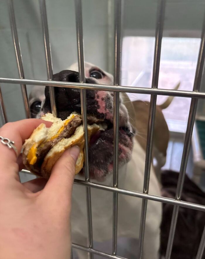 Shelter dog behind bars, mouth wide open, excitedly reaching for a hamburger being offered.