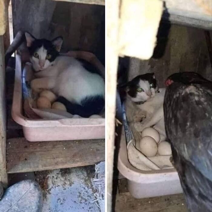 46 Of The Funniest Cat Photos Shared By The Brazilian Facebook Page "What Cats Are These?"