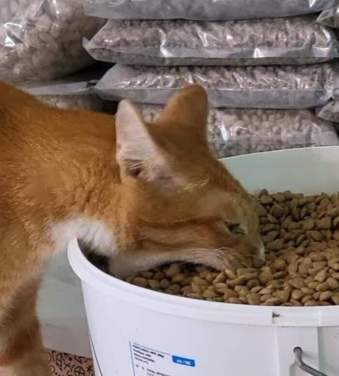 46 Of The Funniest Cat Photos Shared By The Brazilian Facebook Page "What Cats Are These?"