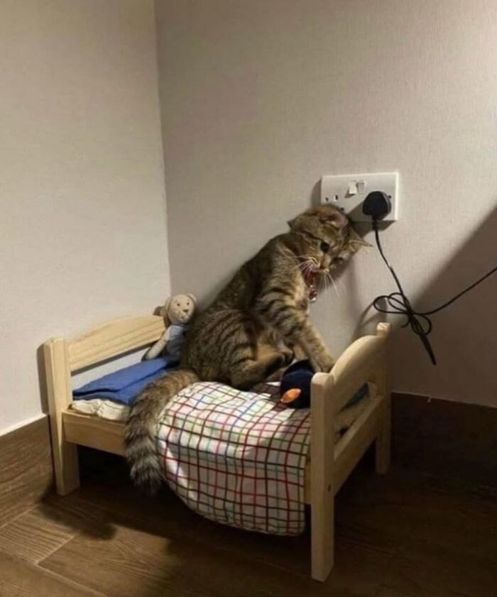 46 Of The Funniest Cat Photos Shared By The Brazilian Facebook Page "What Cats Are These?"